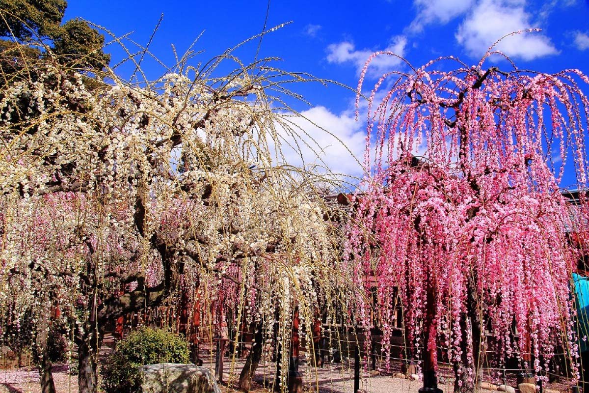 🏞️ 카모 스포츠 공원(카모 코엔) 이미지 6